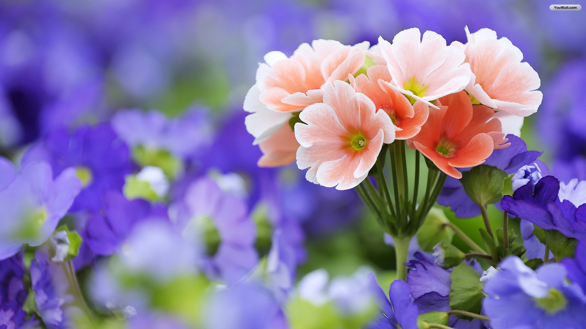 Beautiful-Flower-Wallpapers.jpg