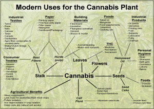 hemp-uses-300x212 (1).jpg