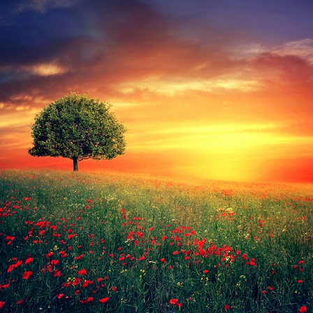sunny_day_by_kokoszkaa-d624pch.jpg