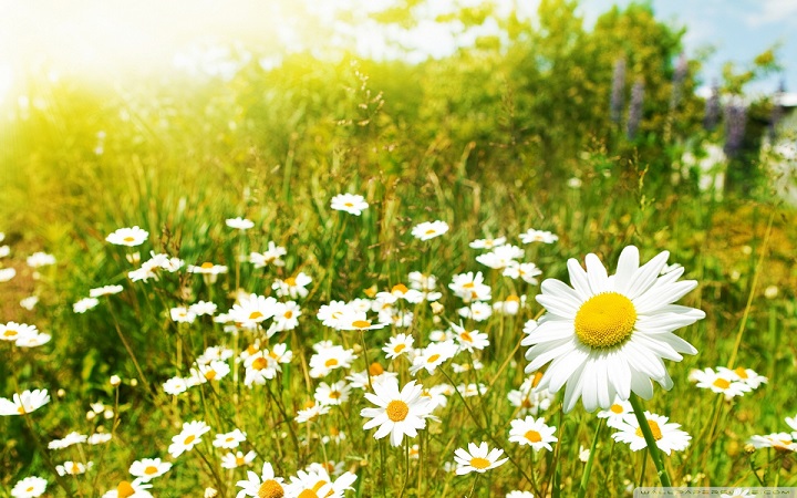 wildflowers_sunny_day-wallpaper-1920x12001.jpg